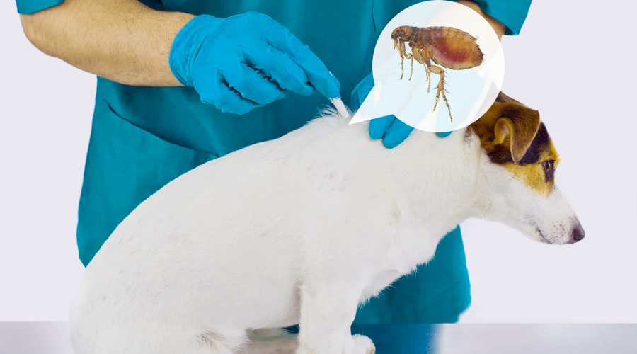 Flea Treatment Brisbane